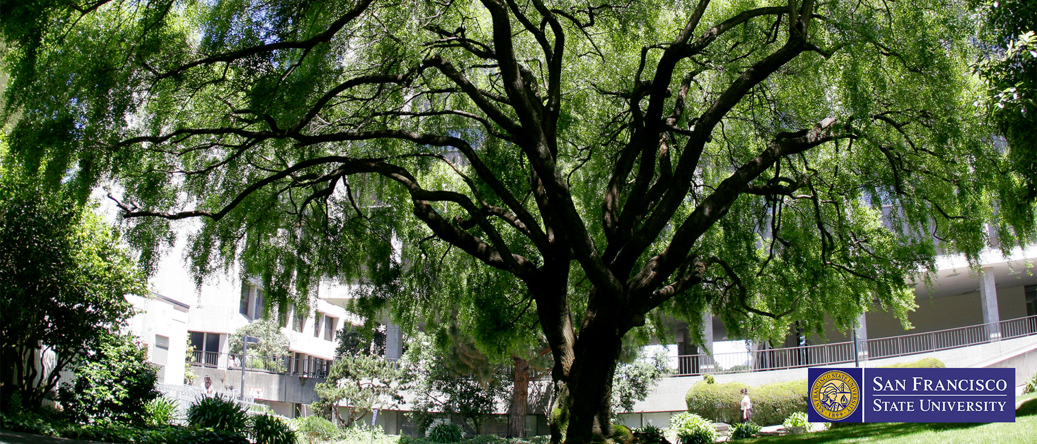 Tree at SFSU