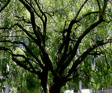 SFSU Climate Change Opportunity Tree