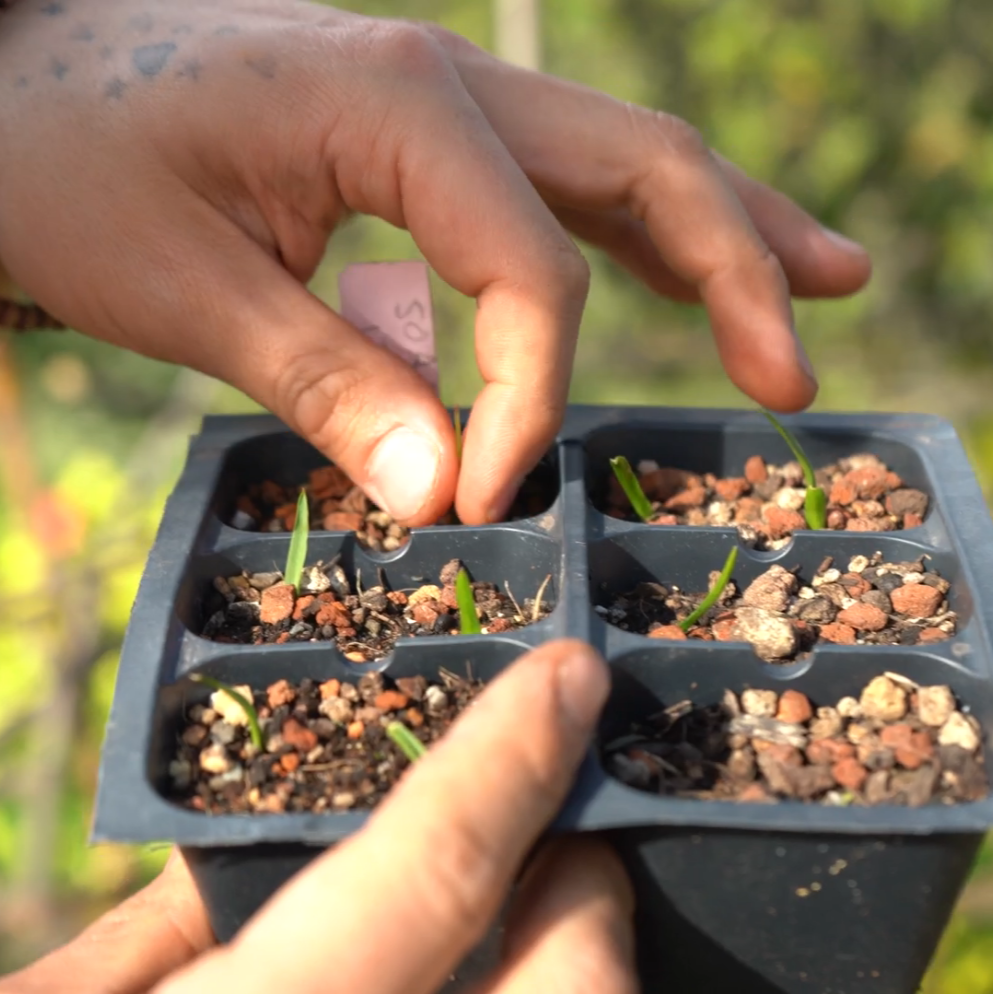clip from Storytellers' project by Eve Grahn