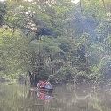rainforest 