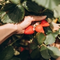 strawberries