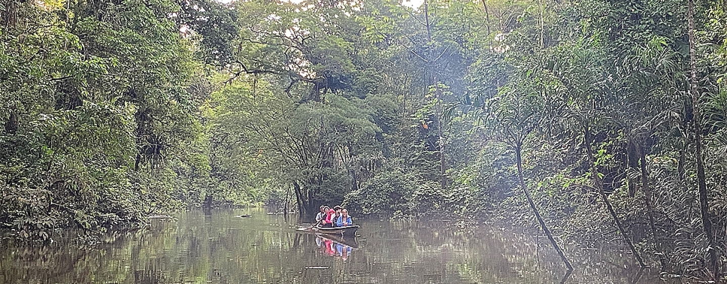 rainforest