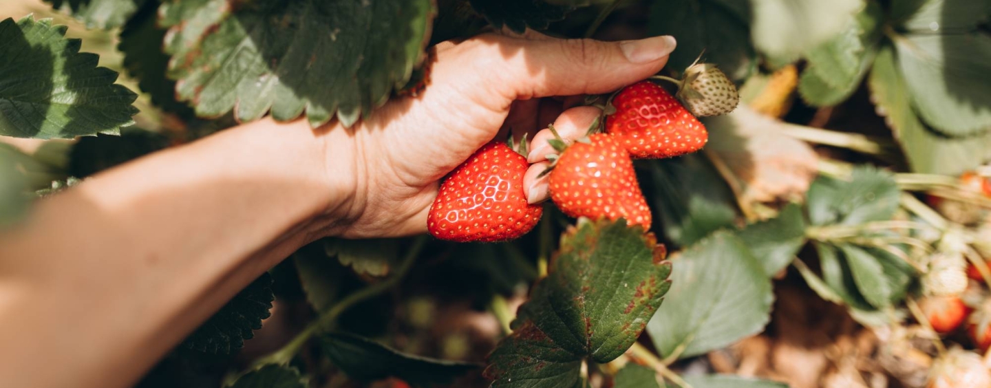 strawberries