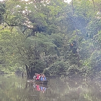 rainforest 
