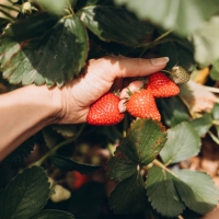 strawberries