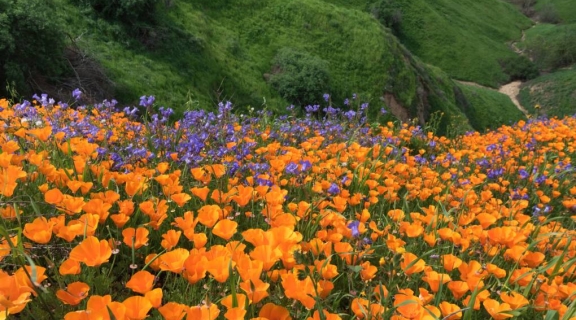 A field of Califonia poppies